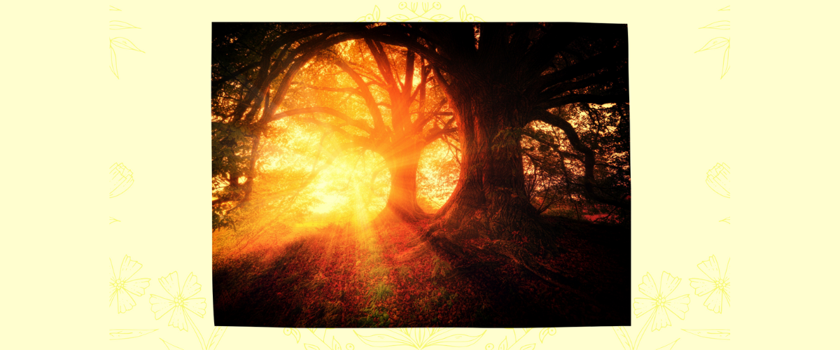 The Disability Champion